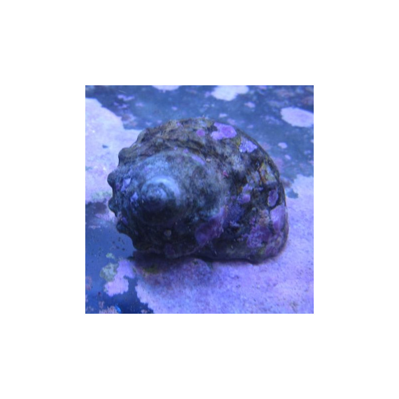 Turbo fluctuosus (Mexicain) 2-3 cm par 2 18,50 € Poissondor