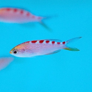 Pseudanthias flavoguttatus 5-7 cm