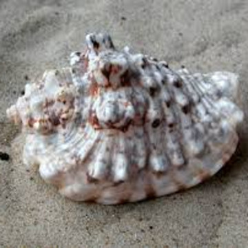 Strombus lentiginosus 7-9 cm