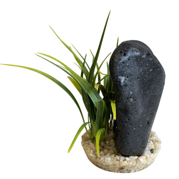 Sydeco Black Magma Plants H : 14 cm