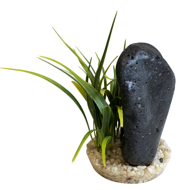 Sydeco Black Magma Plants H : 14 cm