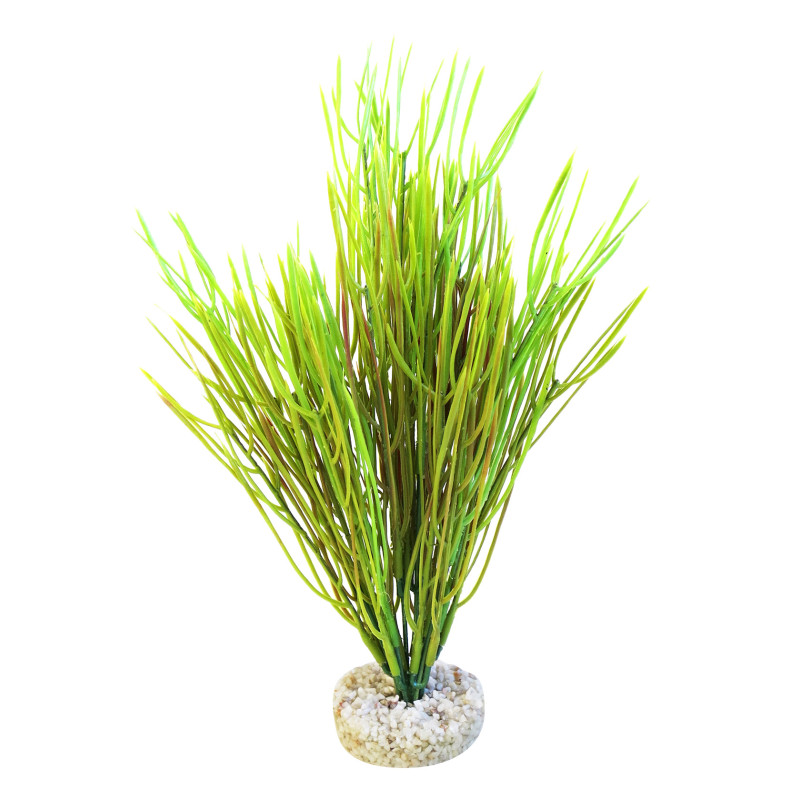 Sydeco Acorus Vivarium H 30 cm