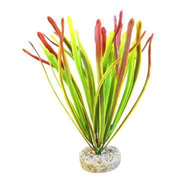 Sydeco Acorus Vivarium H 30 cm