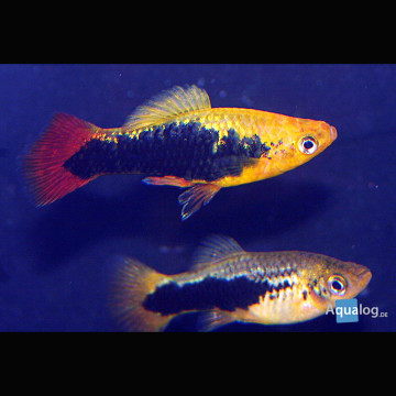 Xiphophorus maculatus Platys Hawaiens