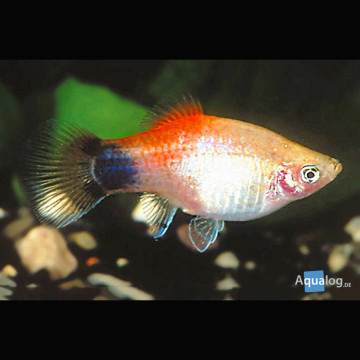 Xiphophorus maculatus Platys à dos rouge