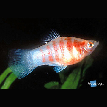 Xiphophorus maculatus Platys getijgerd