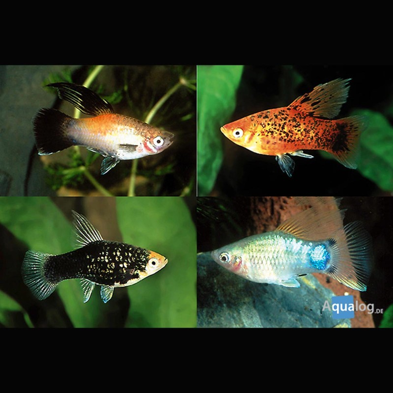 Xiphophorus maculatus Platy geassorteerde 2-3cm set van 3