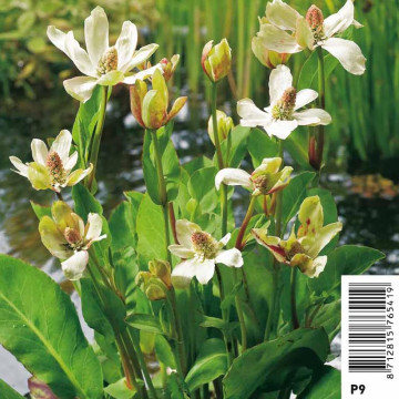 Anemopsis californica blanche