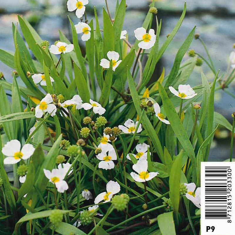 Baldellia ranunculoïdes - Pmantain fausse renonoule