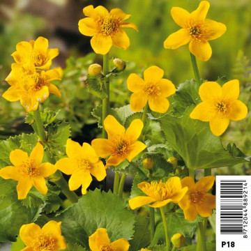 Caltha Palustris Yellow Pot 18 x 18cm - bevolking - Waterverzoek - Hell Boiler