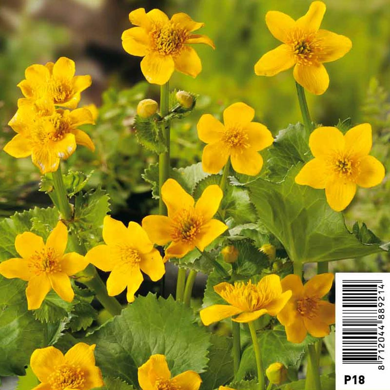 Caltha Palustris Yellow Pot 18 x 18cm - bevolking - Waterverzoek - Hell Boiler