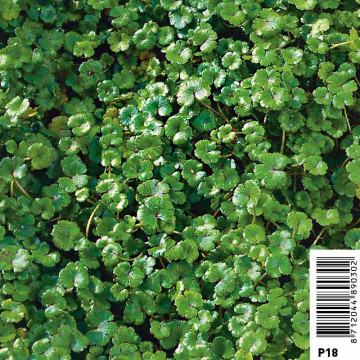 Hydrocotyle novae-zelandiae