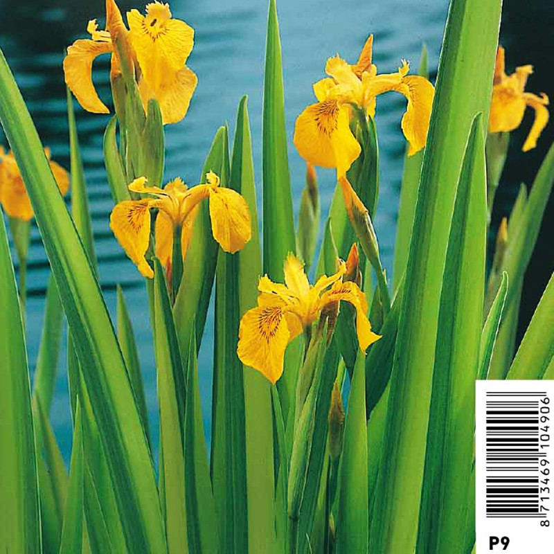 Iris pseudacorus variegata - Iris faux-acore strié