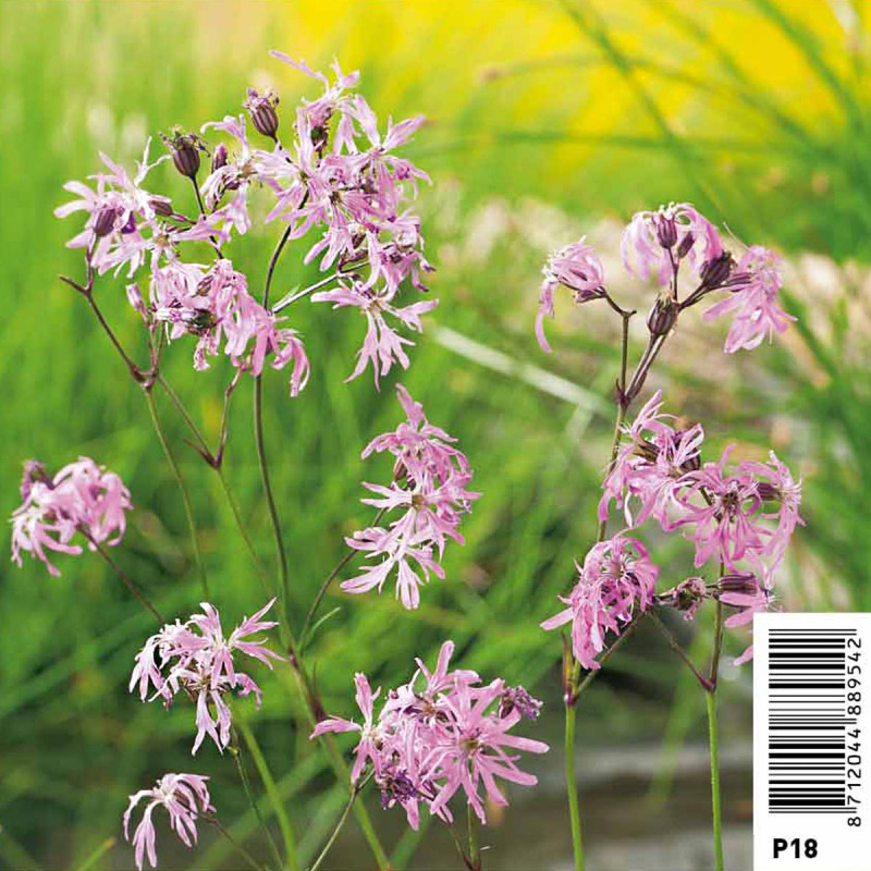 Lychnis flos-cuculi - Œillet des près