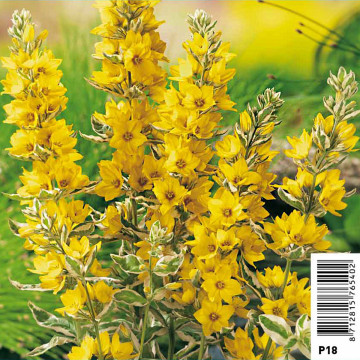 Lysimachia variegata - Lysimaque ponctuée