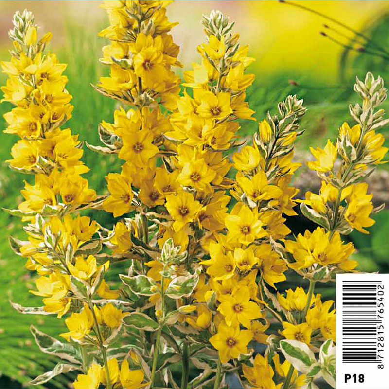 Lysimachia variegata - Lysimaque ponctuée