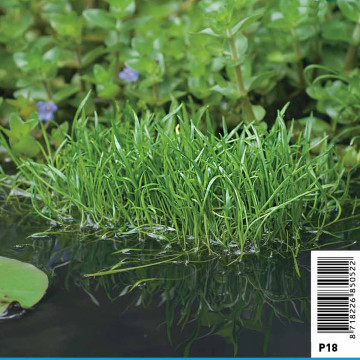 Lilaeopsis brasiliensis - faux Tenellus, Herbe de Nouvelle-Zélande