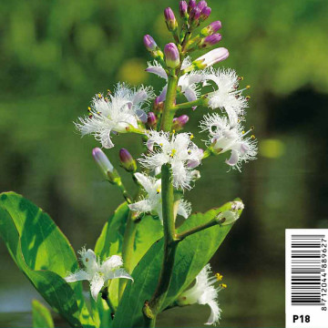Meyantes Trifoliata White - Water Clover