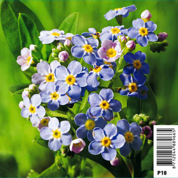 MyOSotis Blue Palustris - MyOSotis of Marais