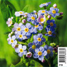 MyOSotis Blue Palustris - MyOSotis of Marais