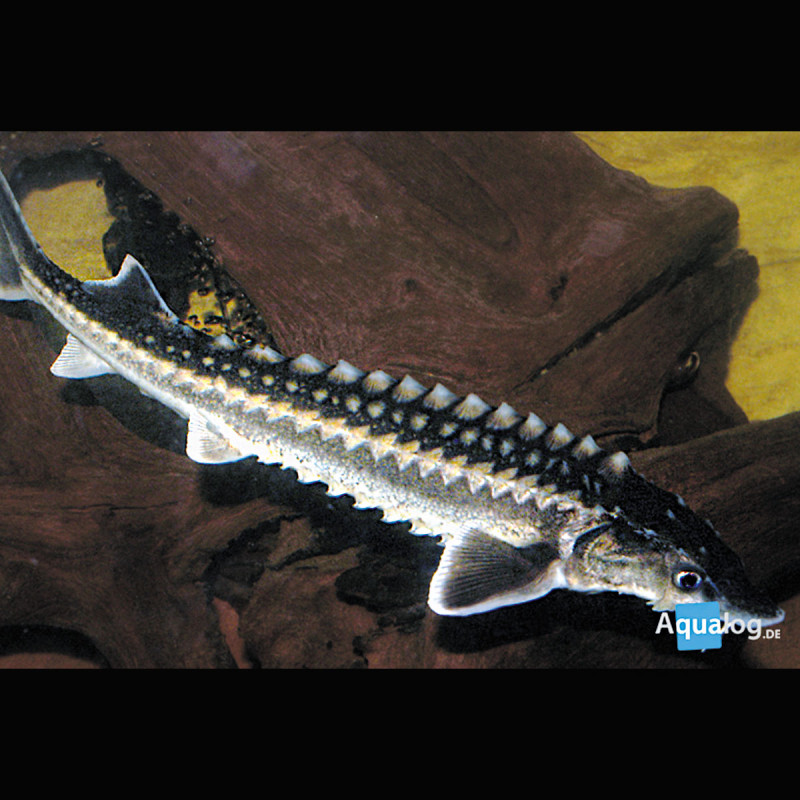Esturgeon* Diamant 40-45 cm lot de 2