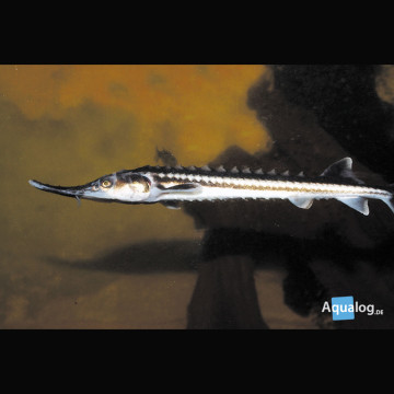 37,50 € Poissondor