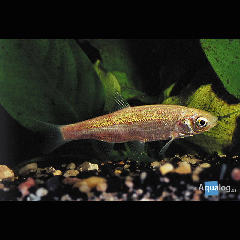 Ides melanotes 12-15 cm