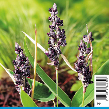 Sisyrinchium californicum - Bermudienne