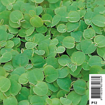 Phyllanthus Fusstans - Phyllanthus fluitans