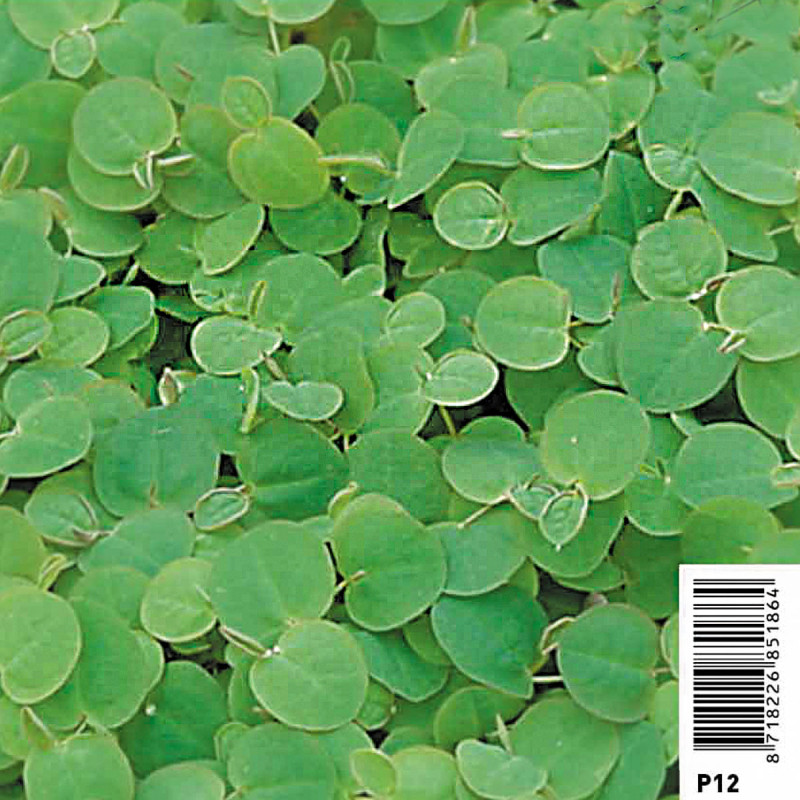 Phyllanthus Fusstans - Phyllanthus fluitans