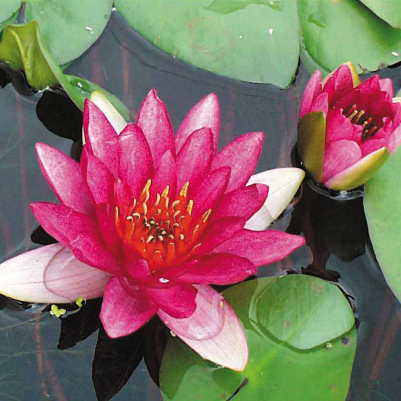 Nymphaea Ellisiana pot 3 litres