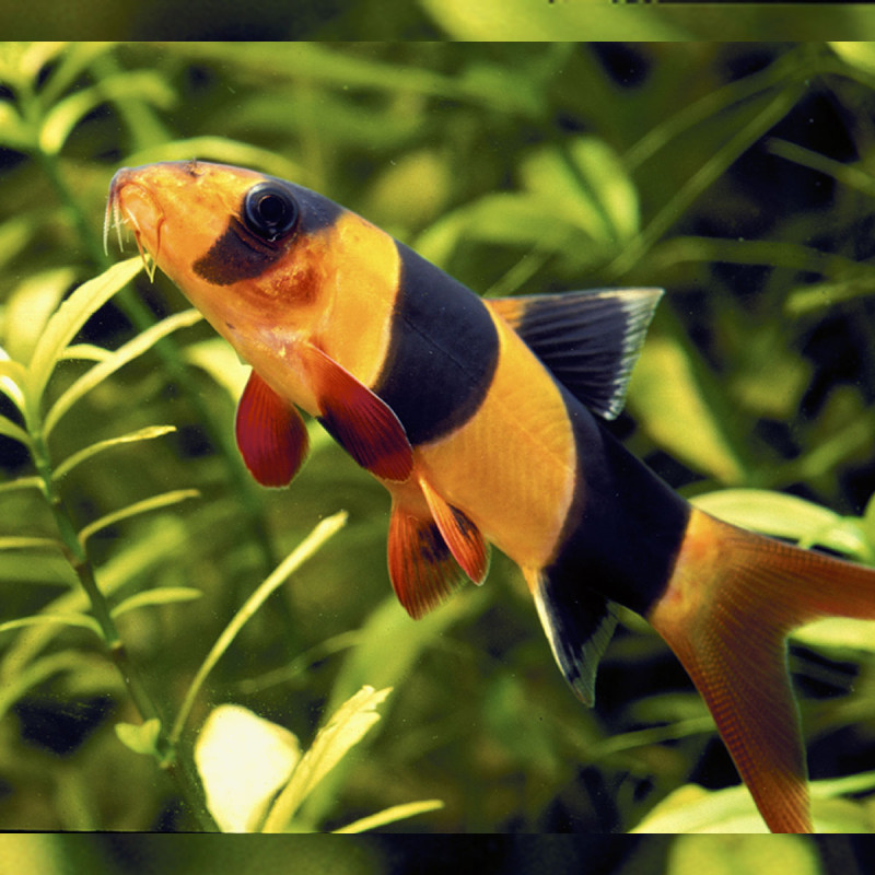 Chromobotia Macracanthus - Mangeurs d'escargots 4-5 cm