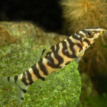 Botia Lohachata - slakkeneter 4-6cm