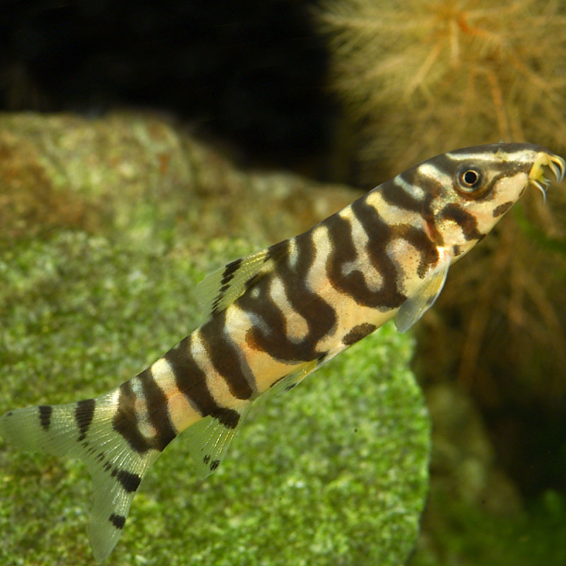 Botia Lohachata - mangeurs d'escargots 4-6cm