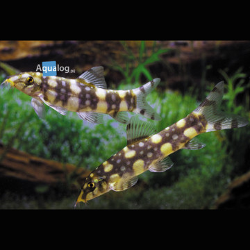 Botia Kubotai 5-6cm - mangeurs d'escargots