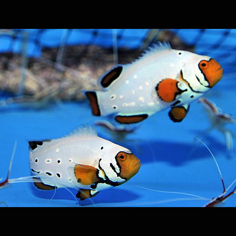 Amphiprion Ocellaris "Frostbite" 3-4 cm (lot de 2) Amphiprion Ocellaris "Frostbite" 3-4 cm (lot de 2)