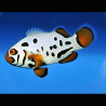 Amphiprion Ocellaris "Frostbite" 3-4 cm (lot de 2)