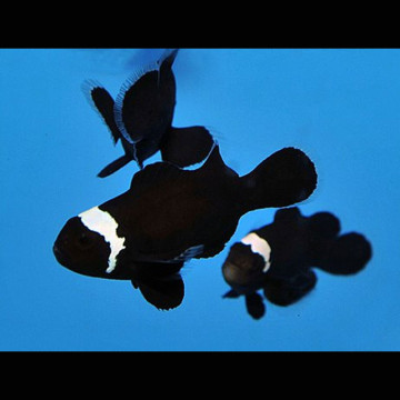 Amphiprion Ocellaris "Black Misbar" 3-5 cm