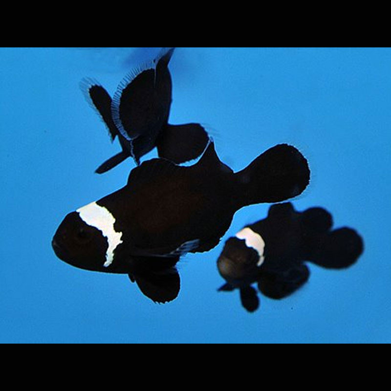 Amphiprion Ocellaris "Black Misbar" 3-5 cm