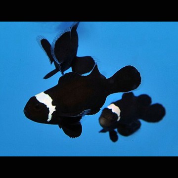 Amphiprion Ocellaris "Mocha Misbar" 3-5 cm (Lot de 2)