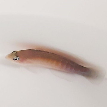 Pseudochromis cyanotaeina mâle