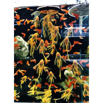 Sieve 0,10 - SF-01 - ZissAqua