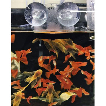 Sieve 0,10 - SF-01 - ZissAqua