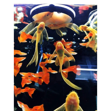 Sieve 0,20 - SF-01 - ZissAqua