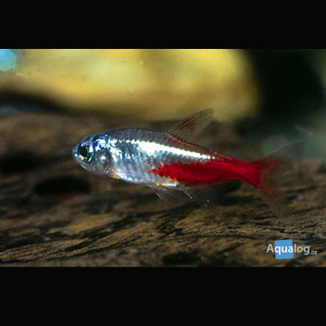 Paracheirodon Innesi Diamant (Néons Diamant) set van 3