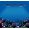 Kessil LED AP9X 913,70 €