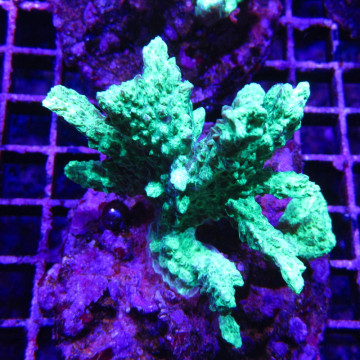 Bouture Hydnophora rigida 3-4 cm