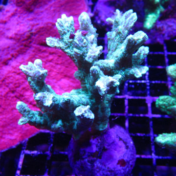 Bouture Hydnophora rigida 3-4 cm