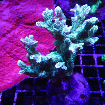 Bouture Hydnophora rigida 3-4 cm