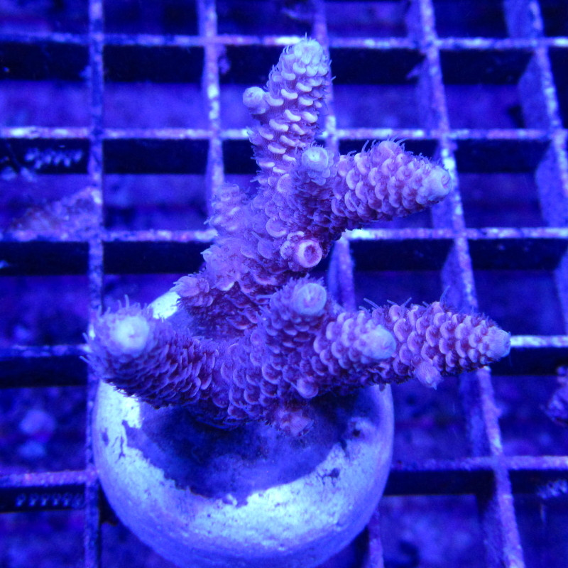 Bouture Acropora millepora rose